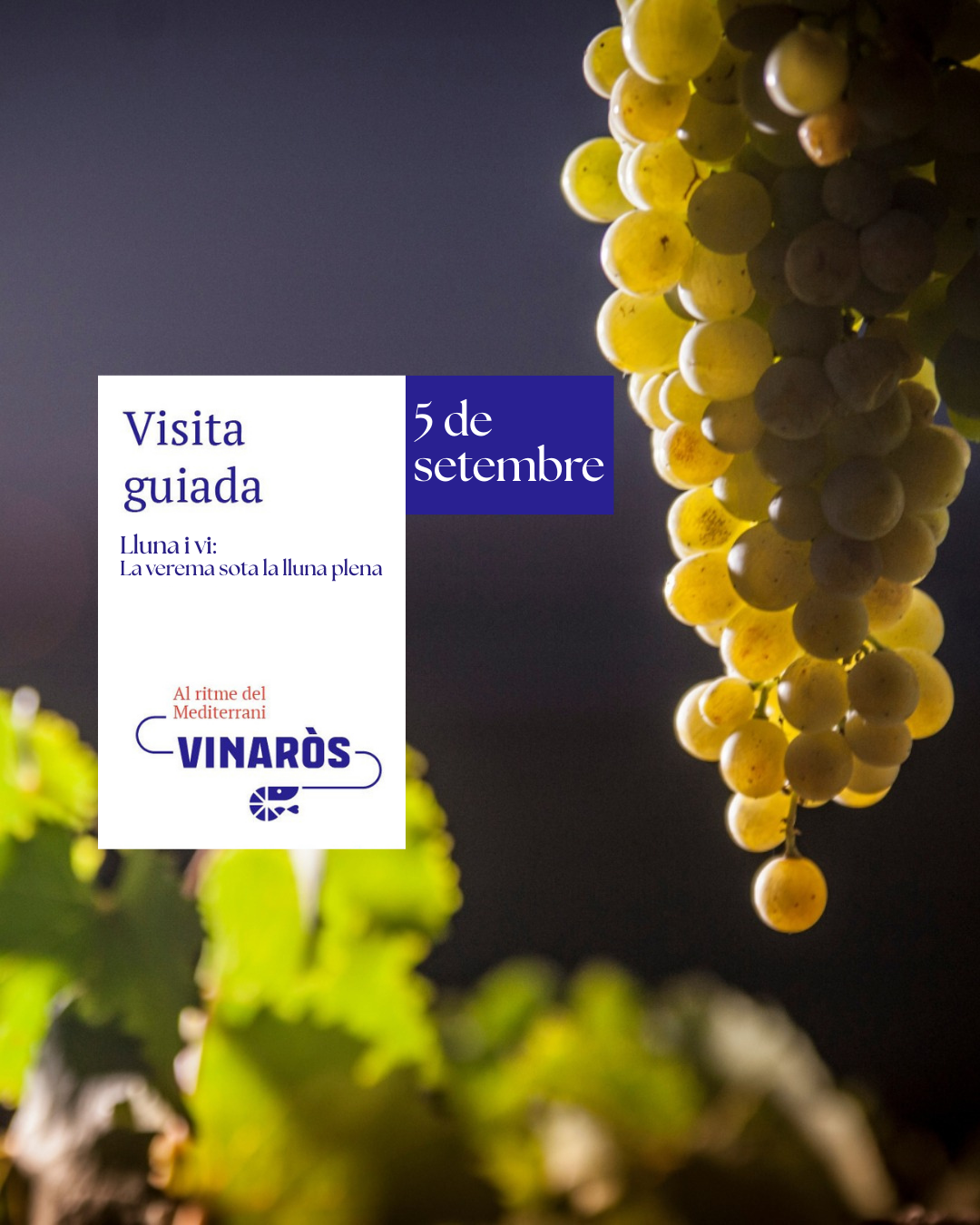 Visita Guiada Luna y vino, la vendimia bajo la luna llena